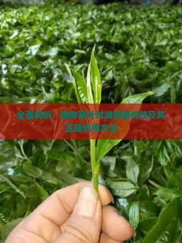 全面解析：哪種茶葉對減肥最有效及其正確飲用方法