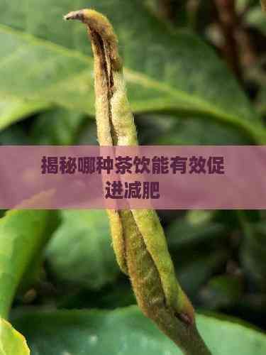 揭秘哪種茶飲能有效促進(jìn)減肥