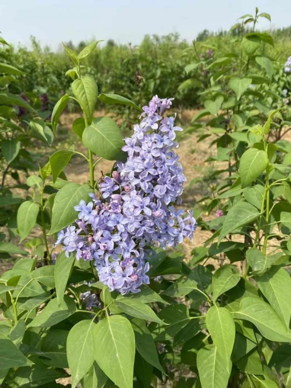 丁香樹(shù)開(kāi)花花朵