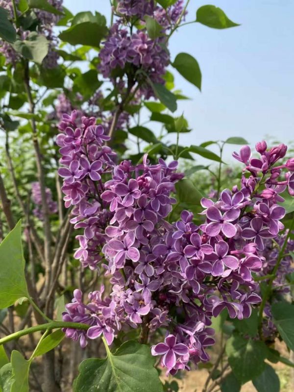 丁香樹(shù)開(kāi)花花朵