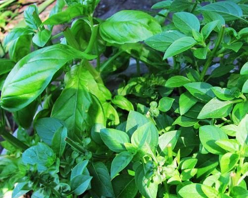 羅勒在冬天會凍死嗎？（探究羅勒植物的耐寒能力）