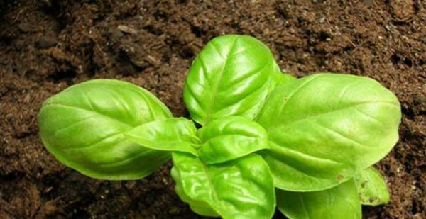 如何在適宜的季節(jié)種植羅勒？（羅勒種植的時(shí)間和技巧）