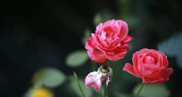 以代表健康的植物為主題的植物養(yǎng)生之道（探索健康與植物之間的奇妙聯(lián)系）