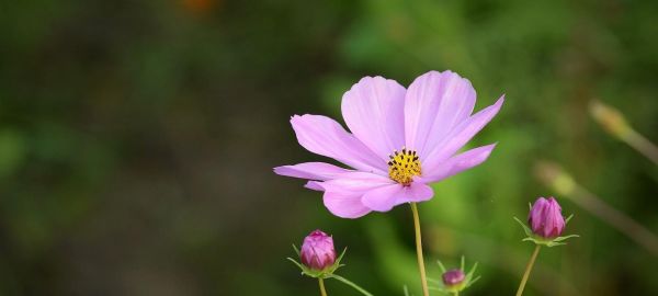 以代表健康的植物為主題的植物養(yǎng)生之道（探索健康與植物之間的奇妙聯(lián)系）