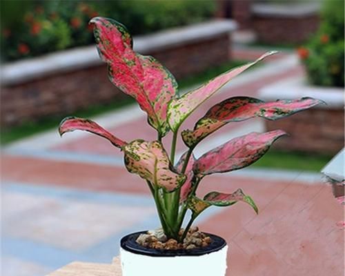 以代表健康的植物為主題的植物養(yǎng)生之道（探索健康與植物之間的奇妙聯(lián)系）