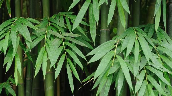 羅勒是一種什么植物