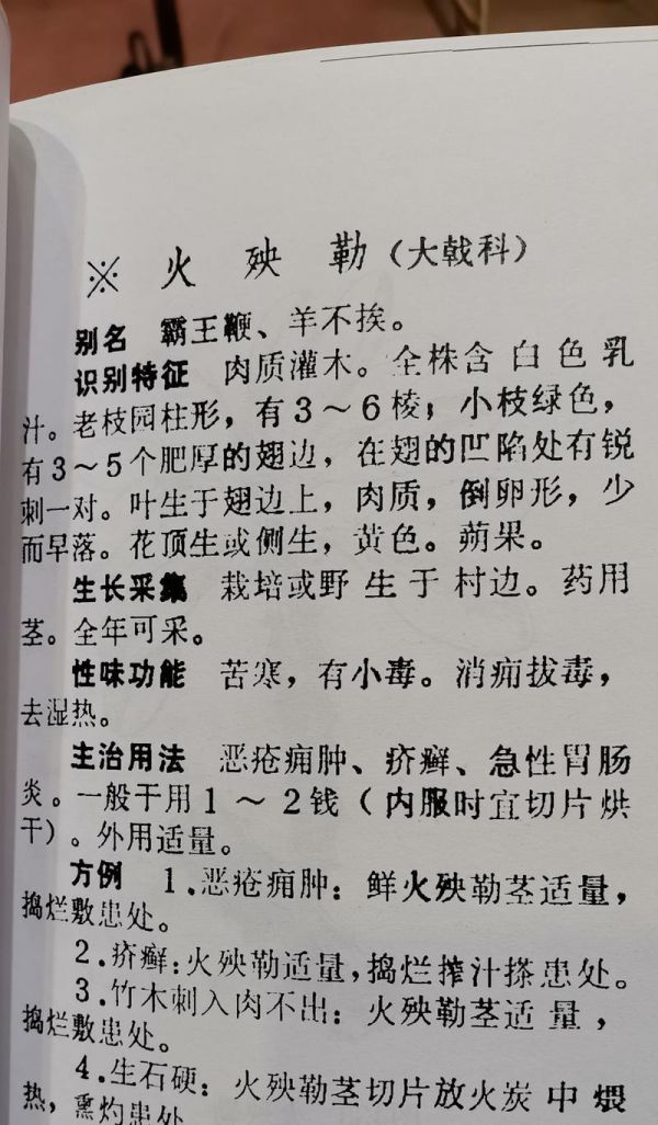 羅勒葉的營養(yǎng)與功效（探究羅勒葉的作用及食用方法）