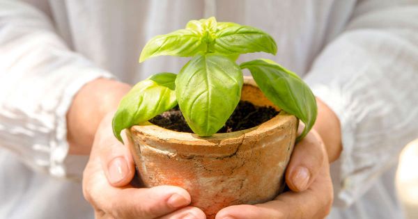 Albahaca en macetas