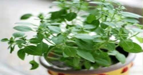 羅勒的澆水方法與注意事項(xiàng)（一周澆一次水）