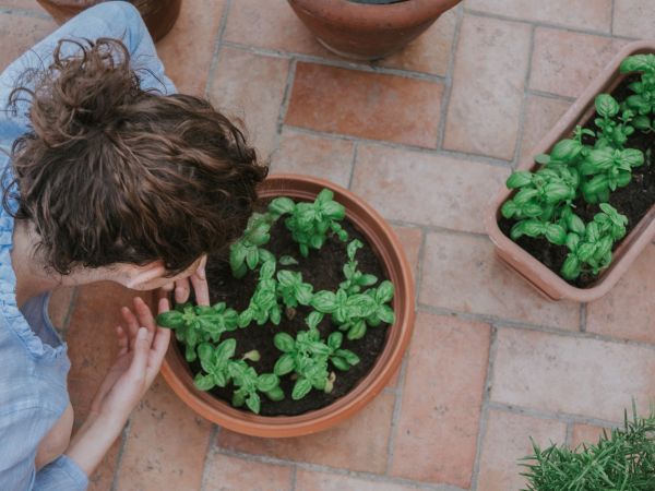 在家種植羅勒