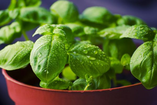 Albahaca en maceta.