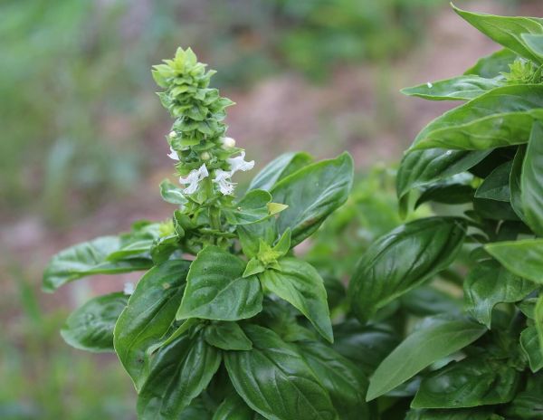 Albahaca en flor.