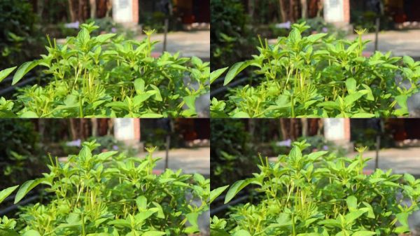 厚實(shí)且綠色的羅勒植物