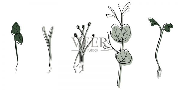 手绘微绿色矢量插图。等量豆瓣菜，菠菜，芥菜和豌豆，萝卜，洋葱，向日葵，罗勒植物的芽。设置菜单、标识、微量元素、健康生活方式插画图片素材