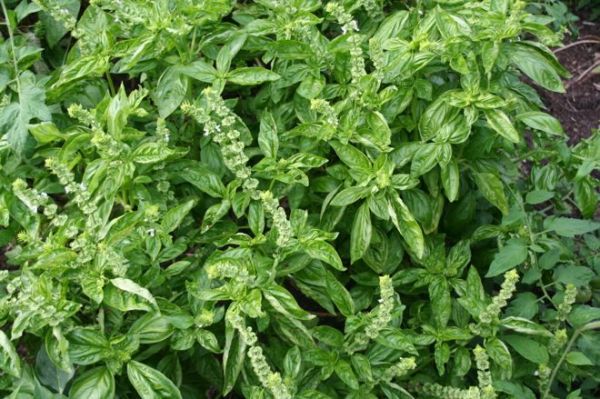 羅勒種植維護