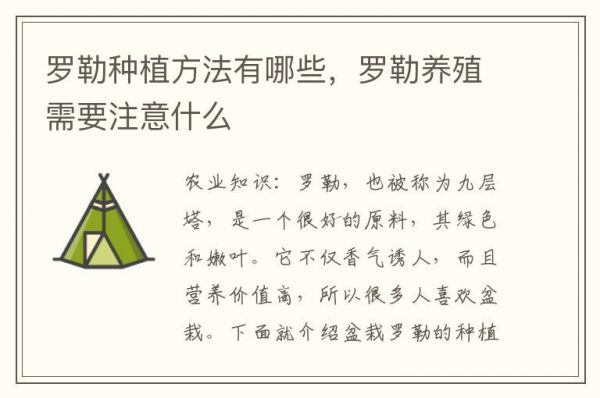 羅勒種植方法有哪些，羅勒養(yǎng)殖需要注意什么