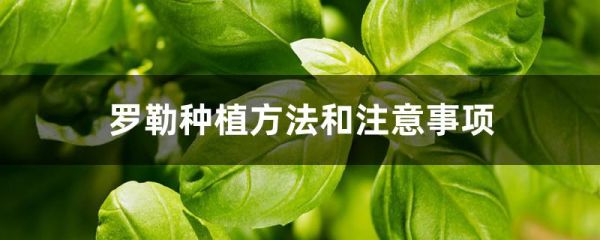 羅勒種植方法和注意事項