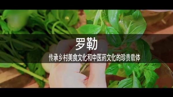 羅勒：藥食兩用香草，疏風(fēng)解暑功效顯著