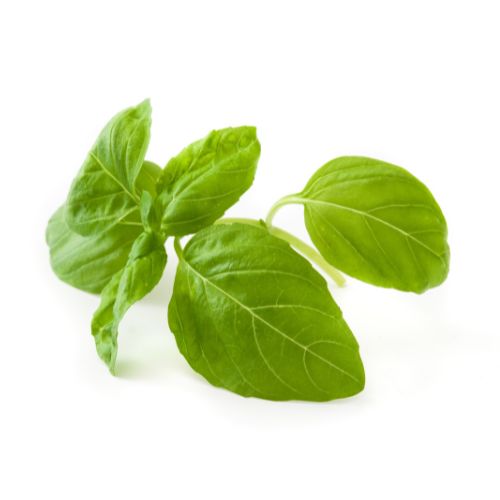 種植綠色 - 2025年塑造羅勒市場(chǎng)的前5個(gè)趨勢(shì)