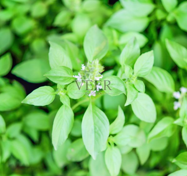 新鮮的綠色非洲羅勒(毛羅勒)健康烹飪種植在泰國照片攝影圖片