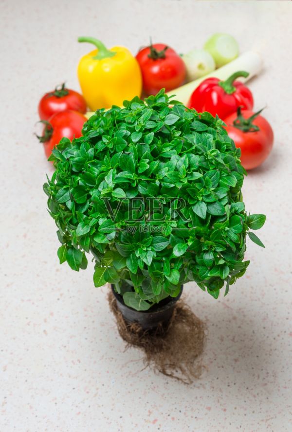 新鮮的綠色羅勒植物用于健康的烹飪，香草和香料照片攝影圖片