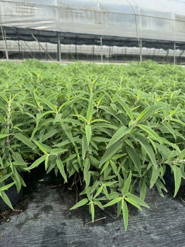 鼠尾草盆栽容器苗