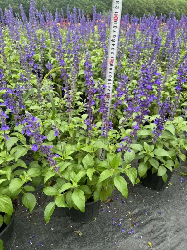 鼠尾草盆栽容器苗開(kāi)花時(shí)期