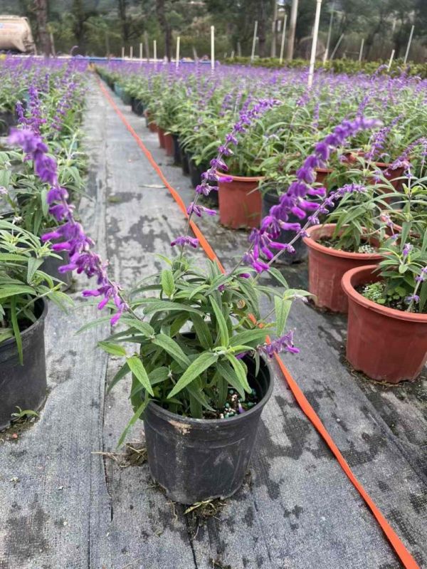 鼠尾草盆栽容器苗開(kāi)花時(shí)期