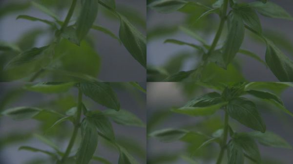 健康的意大利羅勒植物 - 家庭花園