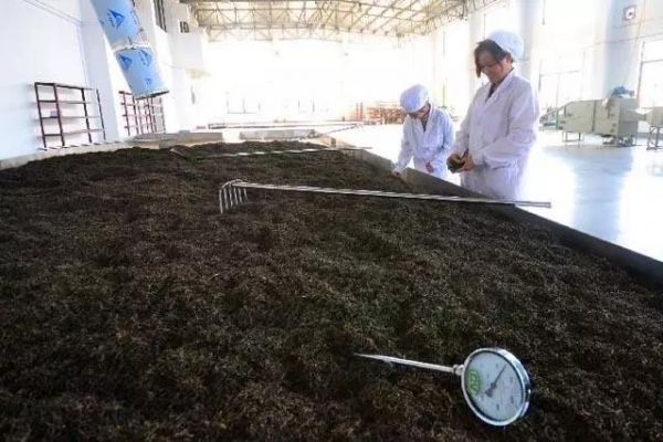 一張表看清16種茶葉的茶多酚含量