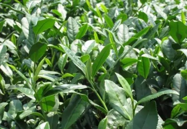 一張表看清16種茶葉的茶多酚含量