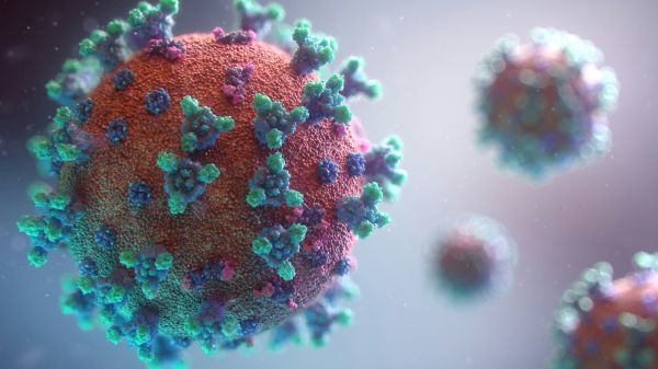 突出海馬體區(qū)域的大腦解剖圖