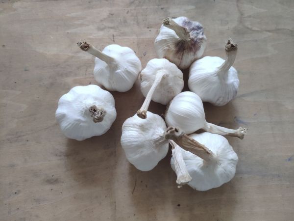 蔥白生姜香菜組合圖