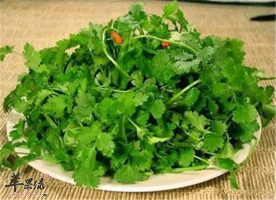 香菜的營養(yǎng)價(jià)值和副作用禁忌