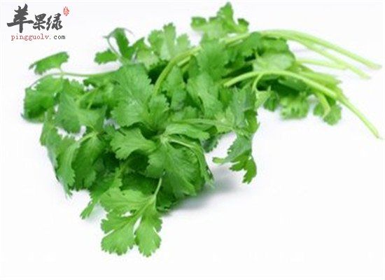 香菜的營養(yǎng)價(jià)值和副作用禁忌