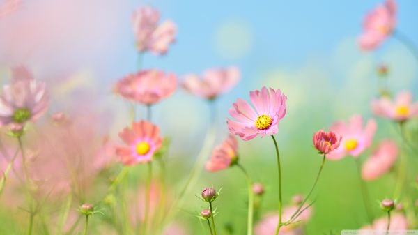 藏紅花和山楂