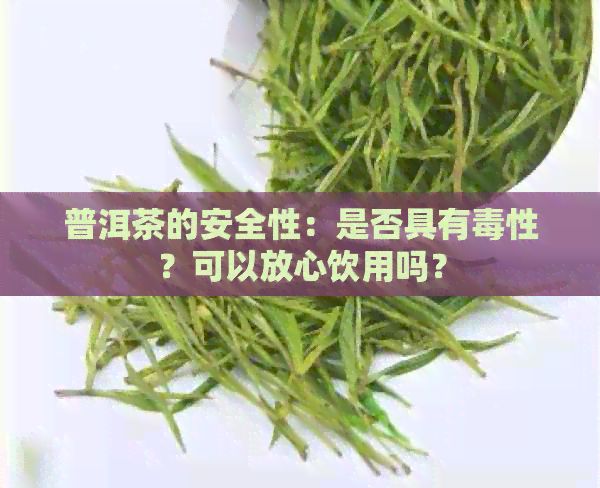 普洱茶的安全性：是否具有性？可以放心飲用嗎？
