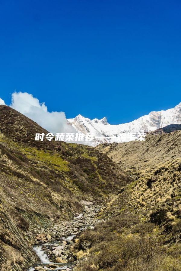 时令蔬菜推荐――鸡毛菜