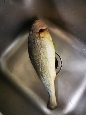 “清蒸”黃花魚的做法 步驟1