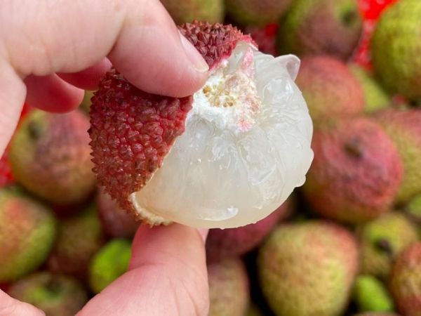 大荔枝味代表品种妃子笑与糯米糍的对比图