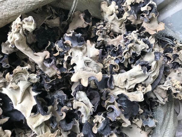 无毛粉木耳P系列产品展示