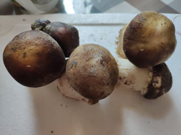 松茸清蒸后摆盘的美食图