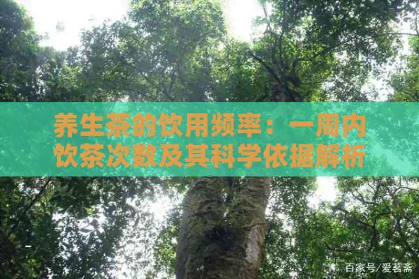 养生茶的饮用频率：一周内饮茶次数及其科学依据解析