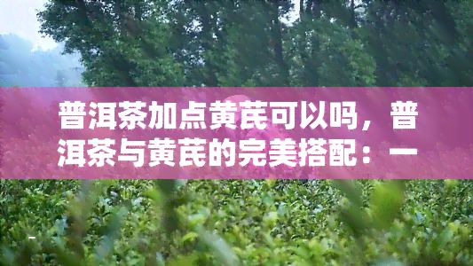 普洱茶加点黄芪可以吗，普洱茶与黄芪的完美搭配：一种健的饮品选择