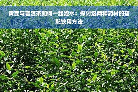黄芪与普洱茶如何一起泡水：探讨这两种药材的搭配饮用方法