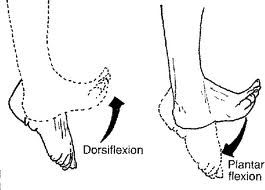 DF and PF in ankle