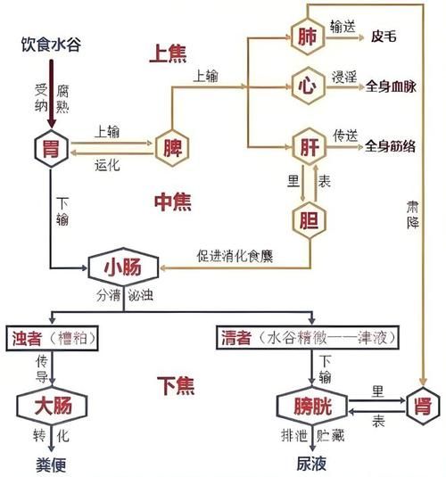 津液是什么