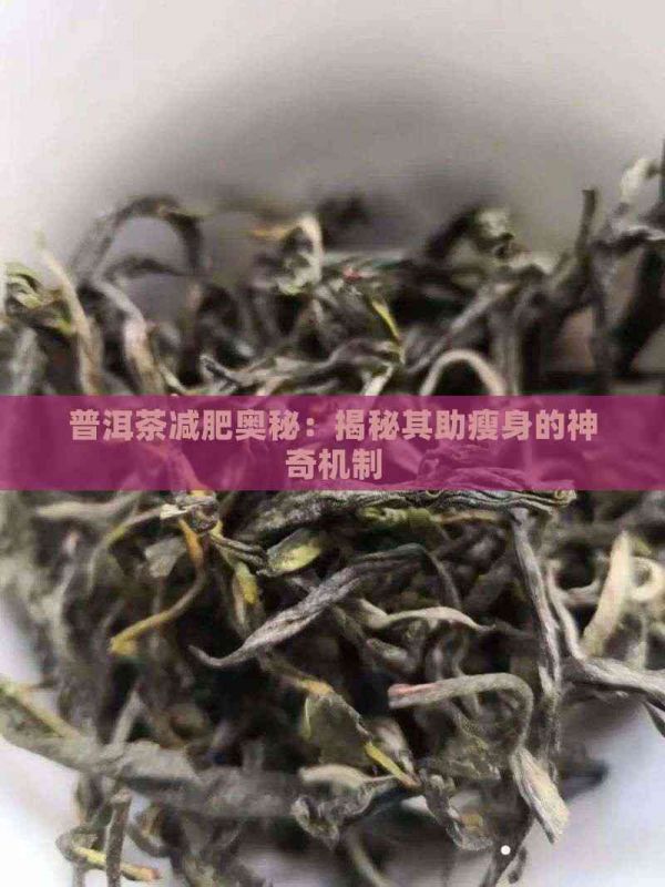 普洱茶減肥奧秘：揭秘其助瘦身的神奇機制