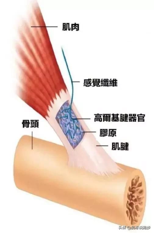 靜態(tài)拉伸多久為宜？