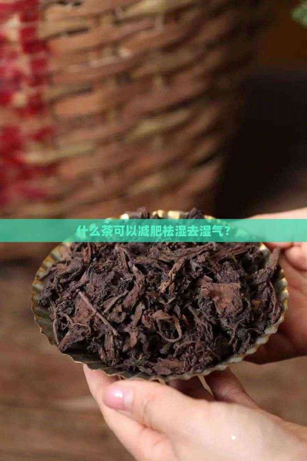 什么茶可以減肥祛濕去濕氣？